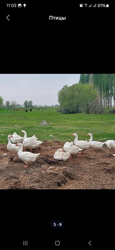 Животные: В наличии около100шт свежие инкубационные яйца ГУСИНЫЕ, порода — 5