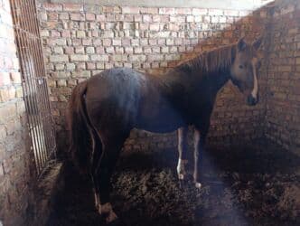 дом животных: Сатам | Жылкы (эркек) | Ат спорту | Асыл тукумдуу — 1