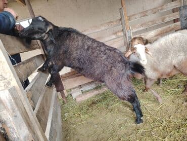 объявления о найденных животных: Продаю | Козёл (самец) — 3