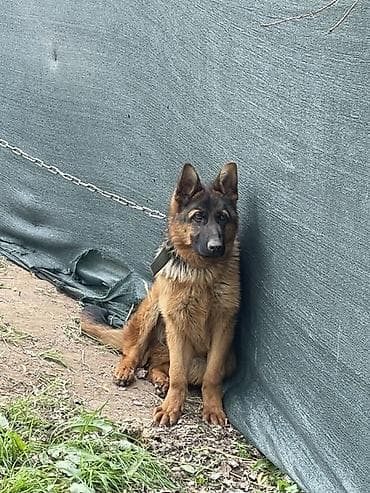 chi su: Немецкая овчарка, 5 месяцев, Самец, С прививкой, С родословной — 1