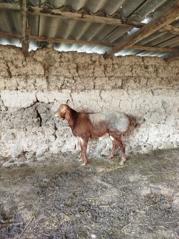 куры доминанты: Продаю | Баран (самец) | Для разведения | Племенные — 1