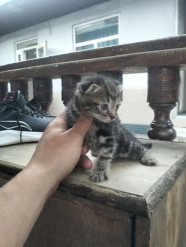 котенок шиншилла купить: Котята, короткошёрстные, домашние Описание: - Несколько котят 1–1,5 — 2