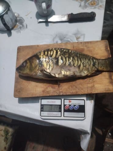 карп оптом: Рыба, вылов местный. На фото — карп/(чешуйчатый и зеркальный), каждый — 2