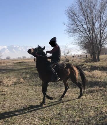 возьму собаку в добрые руки: Продаю | Конь (самец) | Рабочий — 2