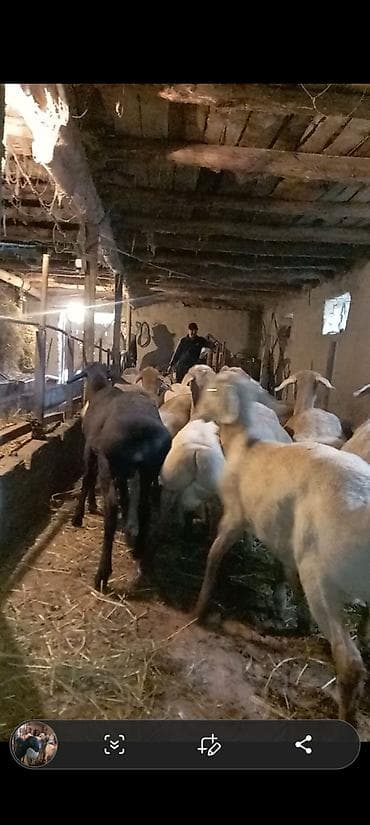 на забой: Продаю | Овца (самка) | На забой | Матка — 1