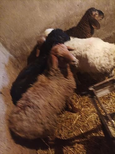 уй сатып алам бишкек: Сатам | Козу | Көбөйтүү үчүн — 5