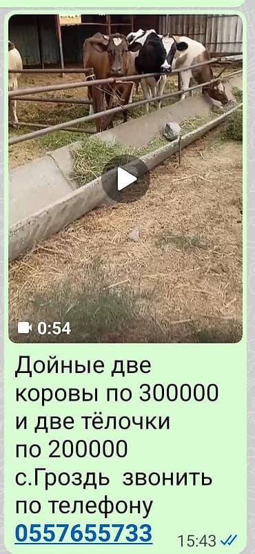 Продаю | Корова (самка)