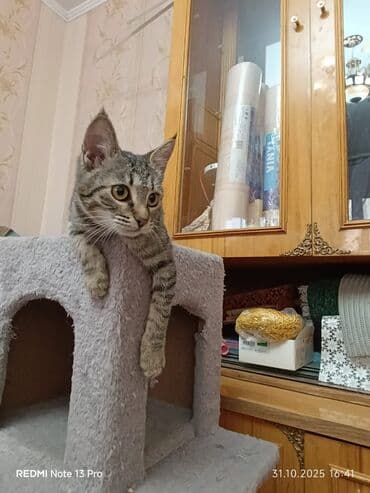 кастрированный кот: Кошка даром: Беспородная, 4 месяца, Девочка, С прививками, Приучена к лотку, Проглистована — 6