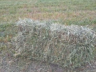 cort: Тюки большые и тижолые дата прессования 11 июня 19-50 — 2