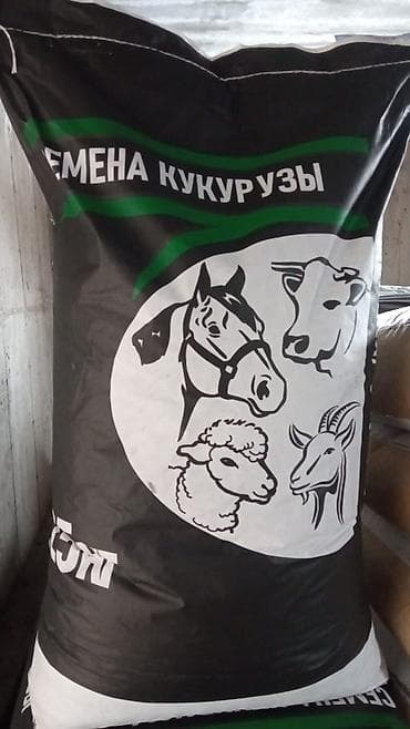 цена кукурузы: Сапаттуу жугору уруктар 🌽🌽🌽келишим баада тазалыгына жана чыгышына — 5