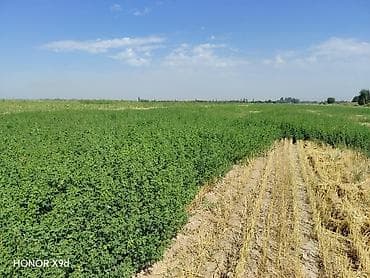 квартира 2 к: 400 соток, Для сельского хозяйства, Договор купли-продажи — 4
