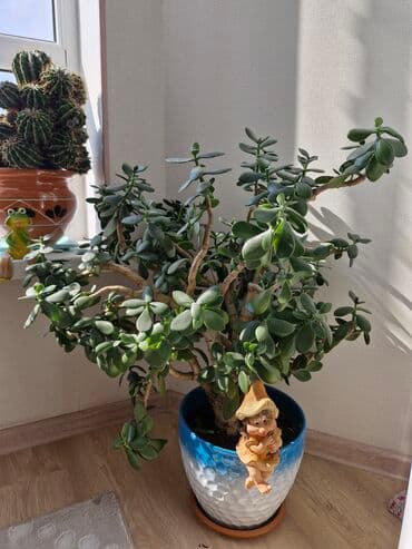 купить семена павловнии бишкек: Денежное дерево — 3