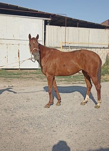 объявления о найденных собаках: Продаю | Кобыла (самка) — 2