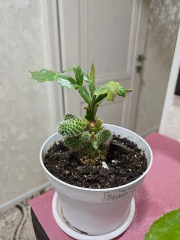 садовые украшения: Комнатные растения в кашпо 1) Фаленопсис (орхидея) — белые крупные — 15