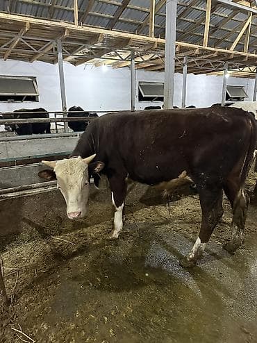 Айыл-чарба жаныбарлары: Сатам | Бука (эркек), Музоо | Аргын | Бордоп семиртүү үчүн, Союуга, Көбөйтүү үчүн | Байланган — 4