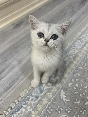 сибирская короткошерстная кошка: Британский котёнок серебристого окраса (chinchilla/silver shaded). - — 6