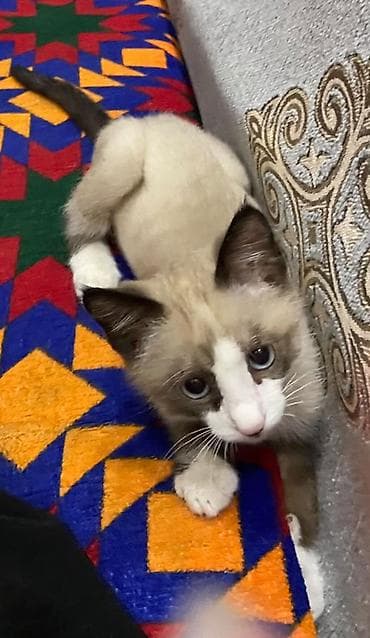 кошки бесплатные: Котёнок с ярким сиамским окраcом (пойнты шоколадного оттенка) — 2