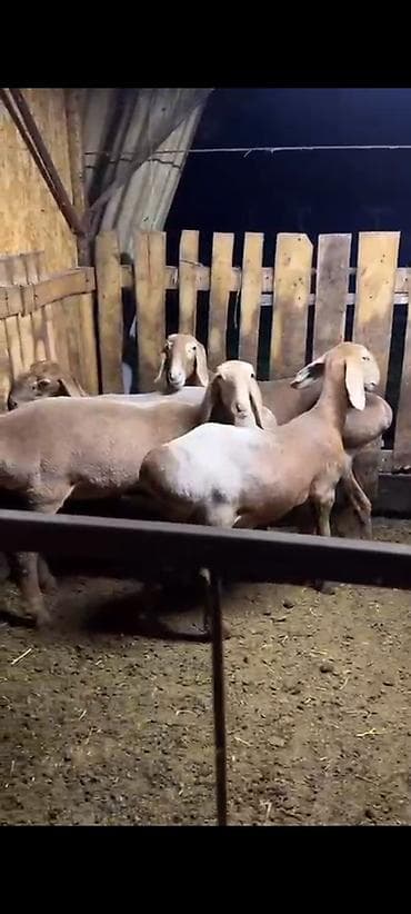 Продаю | Баран (самец) | Арашан | Для разведения | Осеменитель at lalafo.kg Продаю | Баран (самец) | Арашан | Для разведения | Осеменитель