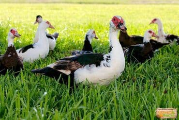 Индоутки на племя 10шт, утята майские 40шт. Окрас: белый, чёрный