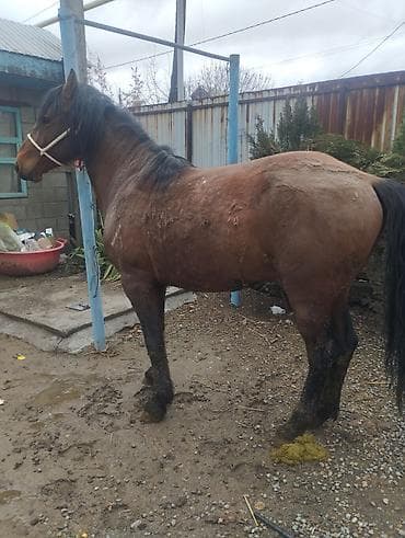 ит аттары: Сатам | Байтал | Союуга — 2