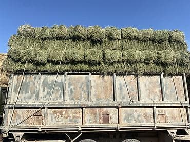 продаю животных: Продаю клевер чистый 3 укос 
Костра зеленая 180 сом за тюк — 1