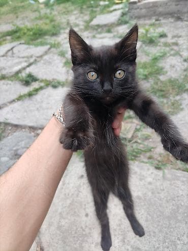 БЕЛОВОДСК!!! Черные котята ищут дом 🖤 2 мальчика и 1 девочка. Очень — 3