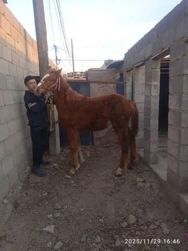 Продаю | Жеребенок | Рабочий