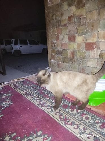 бенгальские кошки бишкек: Девочка, Приучена к лотку — 2