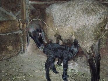 Ламинат: Продаю | Овца (самка) | Арашан — 7