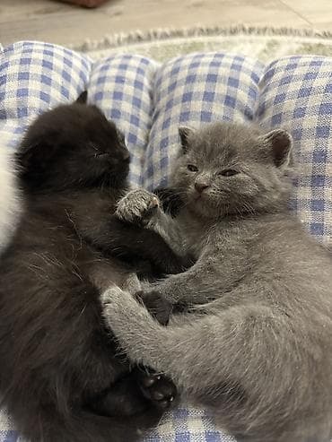 1 800 kgs котяты: Котята, помёт из 4 малышей: - Окрас: сплошной серый (2 котёнка) — 5