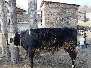 купить барашку: Продаю | Бык (самец) | На откорм | Привязанные — 3