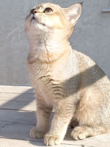 сухое молоко для животных: Скотиш Страйт (Шотландская прямоухая), 3 месяца, Девочка — 18