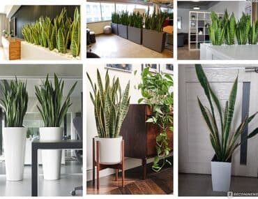 цветы фикусы: Распродажа комнатных цветов! Цены от 150с.! — 9