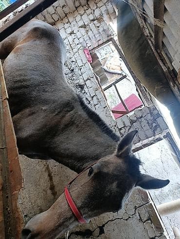 лошадь купить: Продаю | Кобыла (самка) — 2