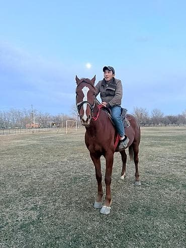 Услуги ветеринара: Продаю | Кобыла (самка) | Полукровка | Рабочий — 3