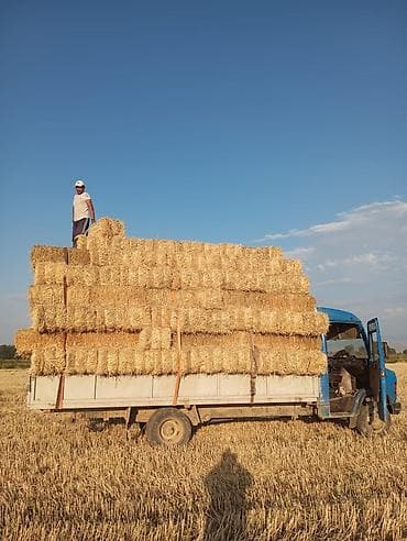 s 70: Заказать Мерседес Гигант, Перевозка мебели, C грузчиком — 1