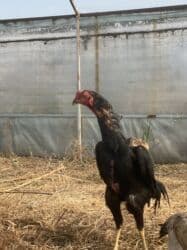 куры доминанты: Кореец хороший кровь сидит один бой был — 1