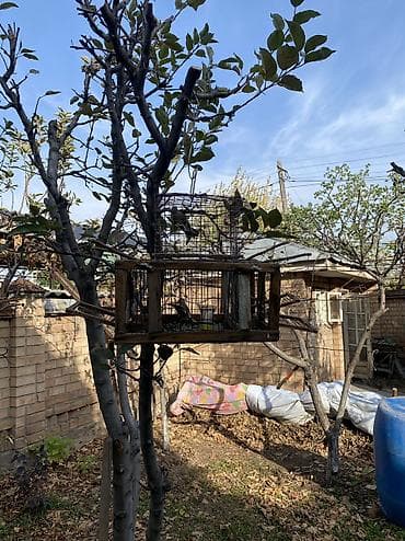 ордок быжы: Индивидуальные изделия под заказ клетки для пичи птиц из дерева из — 10