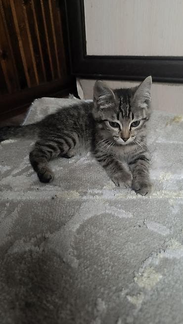 Отдадим в добрые руки игривых, прекрасных котят. Им 3 месяца, едят — 3