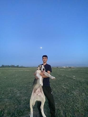 Алабай, 4 месяца, Самец, С прививкой