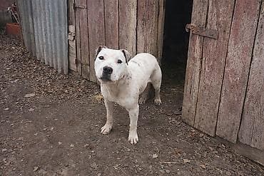 собаки каракол: Питбуль, 8 айлык, Эркек — 1