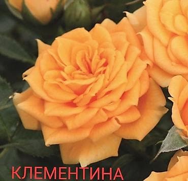 махровый: Саженцы — 6