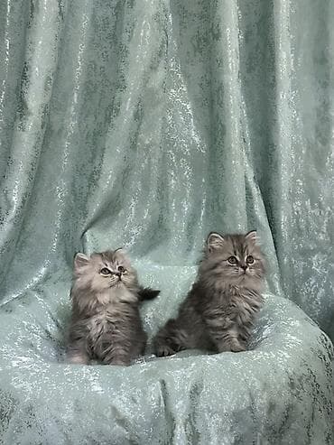 котики в оше: Продаются породистые котята шотландские, серебристая шиншилла. Окрас — 5