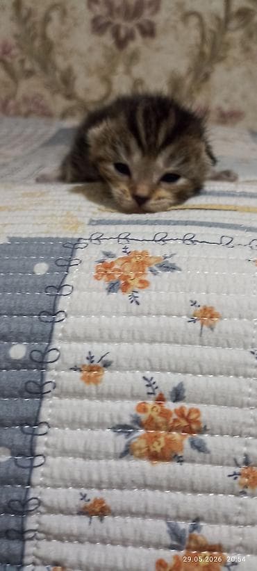 Кошки: Котята, классический тигровый окрас (черно‑коричневые полосы, светлые — 6