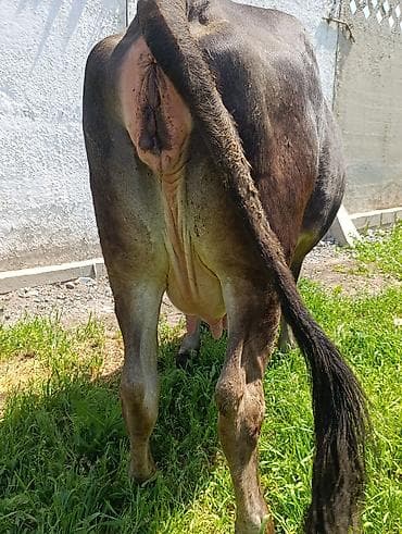 каровы: Продаю | Корова (самка) | Швицкая | Для разведения, Для молока — 4