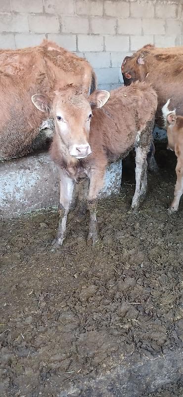 chi su: Продаю | Музоо, торпок | Полукровка | На откорм — 3