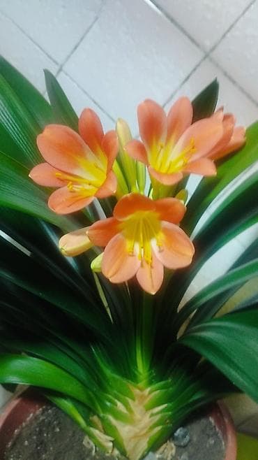 Алоэ: Продам кливию, только начала цвести, возраст 7 лет — 1