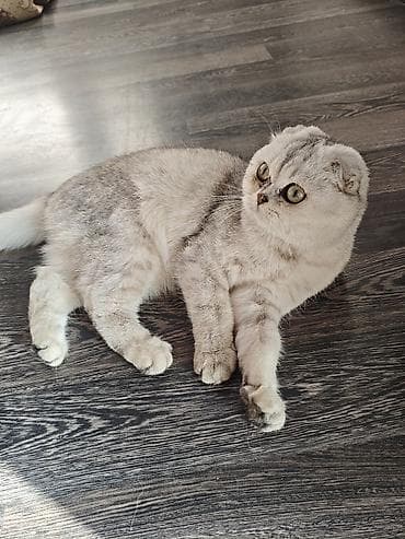 Скотиш Фолд (Шотландская вислоухая), 1 год, Девочка, Серый