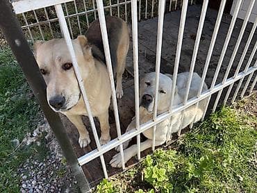 Аквариумдар: Алабай
Дата рождения: 21.12.2025 — 9