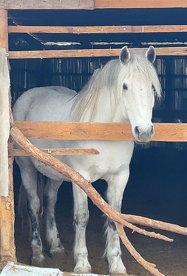 Птицы: Продаю | Кобыла (самка) | Племенные — 2